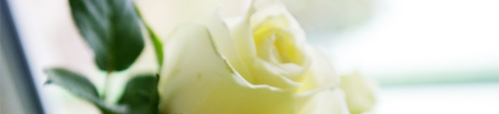 Hvit rose
